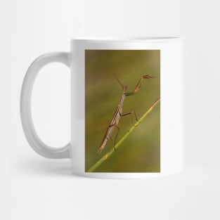 "Lets do the timewarp again" Praying Mantis Mug